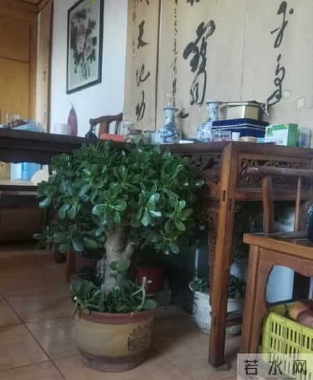 四川一女子晒妈妈“养33年玉树王”：阳台快被压塌了，快搬走！