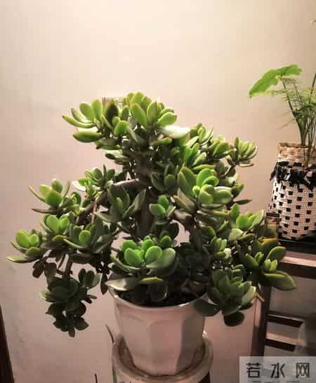 你家玉树养不壮？专家痛批两大“催命符”：乱剪枝、狂浇水，九成人都做错