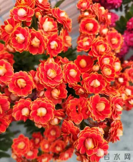 北京一阿姨,把长寿花养成巨无霸,爆花1万朵,太美太壮了!