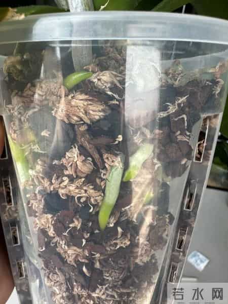 女子养6年的蝴蝶兰，爆花成树兰，网友：牛人养牛花，又被种草了