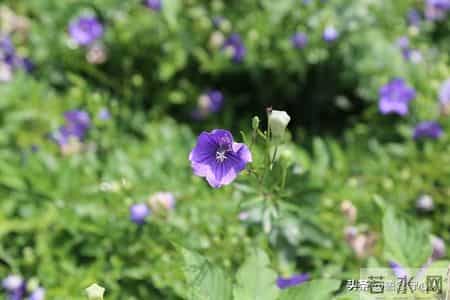 如果一个男人混到了六十岁，能拥有这3样东西。那绝对是人生赢家