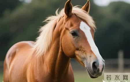 1978年戊午飞马：半生奔忙，50岁后扬鞭奋蹄，福气财运旺到底！
