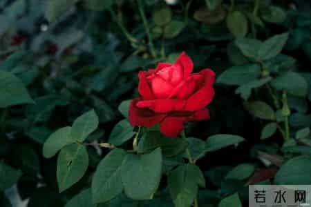 中年女人和你独处时，一旦有了这三种“生理感觉”，说明对你动了真情，根本骗不了人