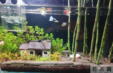 上海一男子,因“鱼缸养富贵竹”火了,网友:这该死的治愈感~