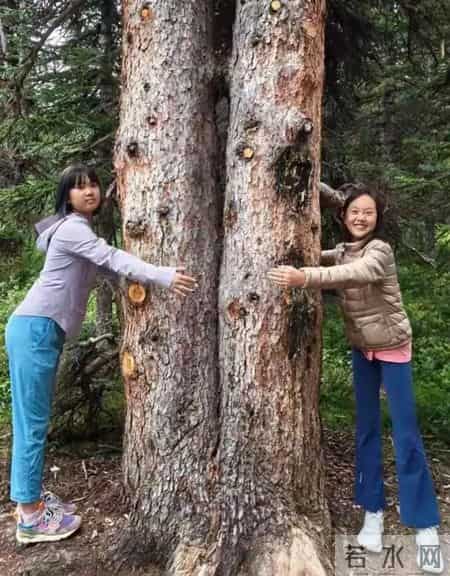 主持人杨帆一家在加拿大旅行，俩女儿一个像爸一个像妈，好幸福