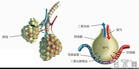 医生提醒：无论多坏的肺，只要常吃这5样，肺一天比一天好