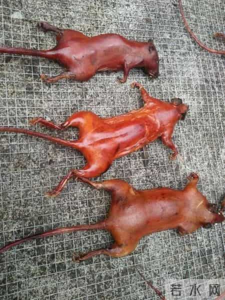 1只都不能抓！海南男子用笼子抓57只，连皮带肉放冰箱