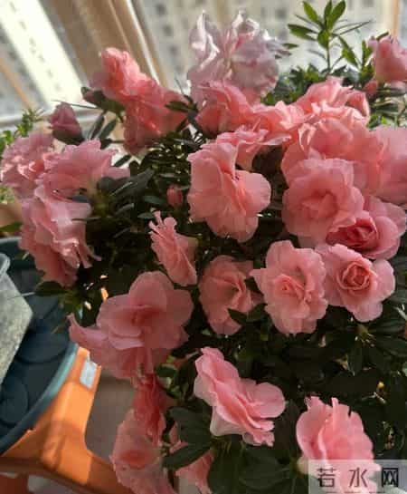 养花10年，我发现这9种花是最适合室内养的