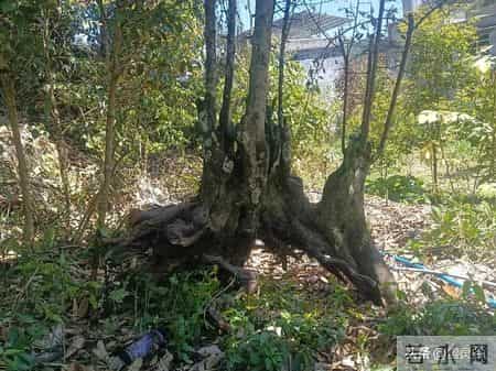 价值5.4万仅卖1.6万！贵州一株108岁瓶兰花，被4人深夜连根挖走