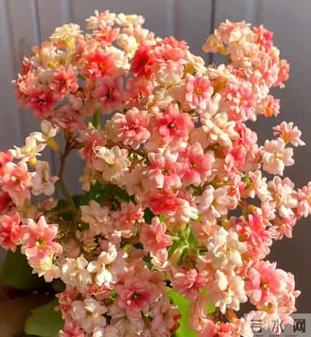 32个长寿花品种,全是当下流行的,品种控们的最爱