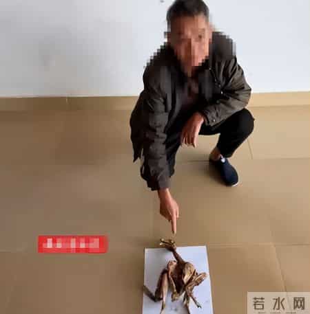 1只都不能抓！海南男子用笼子抓57只，连皮带肉放冰箱
