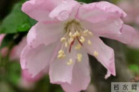 妻子再次生气回去娘家后，我决定离婚，但我父母希望我谨慎考虑