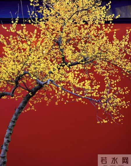 杭州一棵腊梅因“开花太多”走红，网友：第一次见开花这么肥的