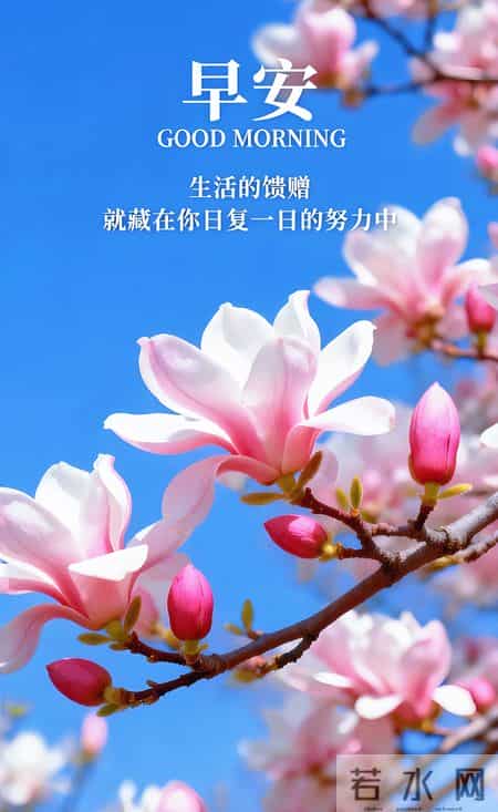 早安 ~ 今日的美好已装满：一缕阳光，一阵花香，满满好运。