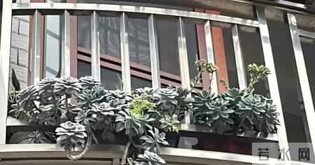 湖南一太太，因“多肉流下阳台”走红，网友：一泻千里真壮观！