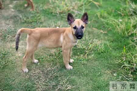 你的宠物狗，凭什么让他人付出代价？