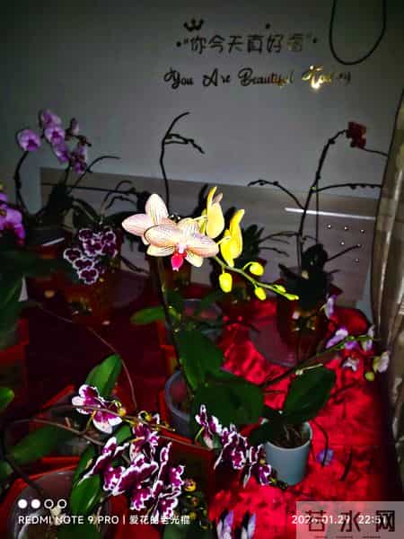 蝴蝶兰永不烂根的惊天妙法终于被一位疯狂喜欢蝴蝶兰男子发现了