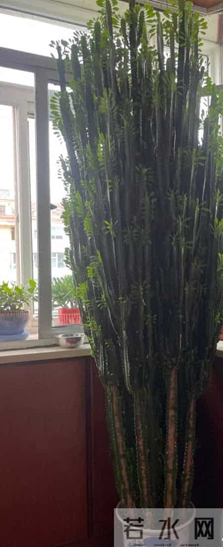 山东一大伯，“小盆”养10年的龙骨，已经长到房顶：太壮观了！