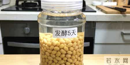 半盆黄豆撒下去,蝴蝶兰疯长花茎,全年开花爆盆