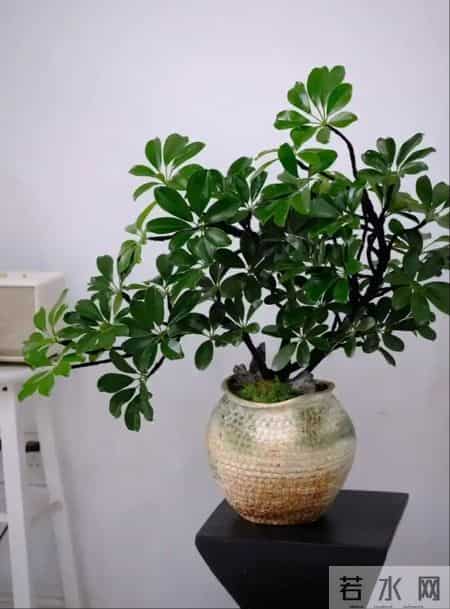 鸭掌木用深盆还是浅盆？按株型选，养根不烂叶！