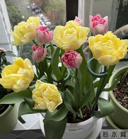 这就是大名鼎鼎的“世界花后”，六个国家尊它为国花，开花是真美