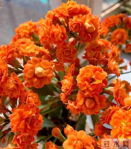 32个长寿花品种,全是当下流行的,品种控们的最爱