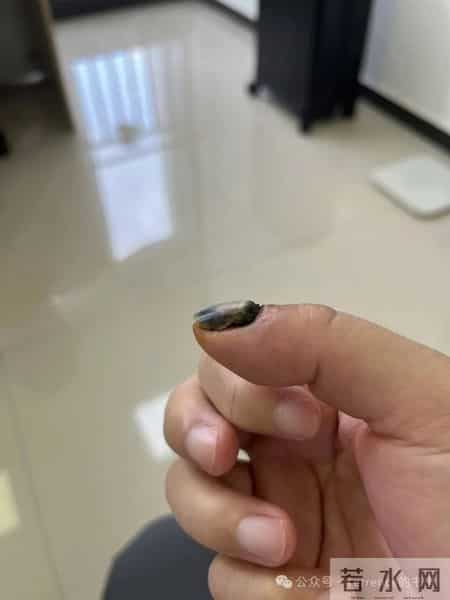 网友记录手指甲掉落的全过程