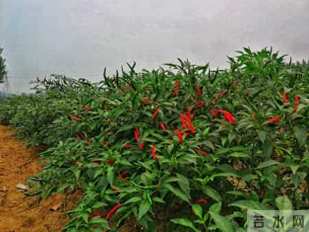 命里无福的女人,通常有这三个坏习惯,沾一个就够苦