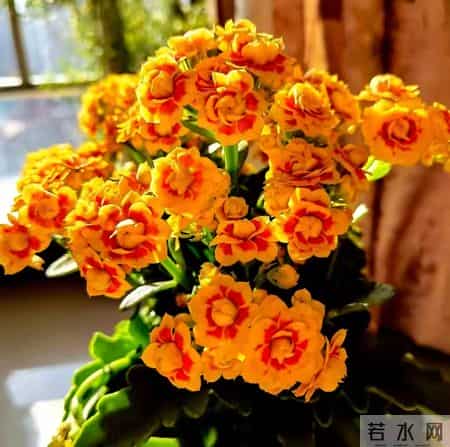 32个长寿花品种,全是当下流行的,品种控们的最爱