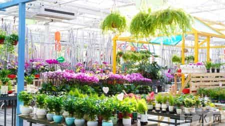 顺义这处花卉“4s店”,上央视啦!