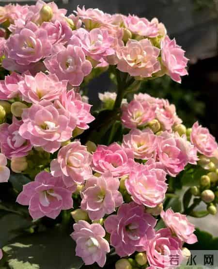 32个长寿花品种,全是当下流行的,品种控们的最爱