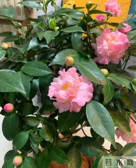 这6种花千万别乱换盆！一换就烂根死苗，养花人血的教训