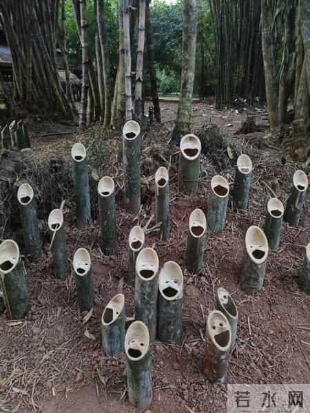 男子偶遇“一片被砍的竹子”，感觉被冒犯了，网友：谁的馊主意~