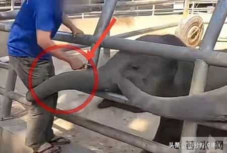 西双版纳动物园小象被虐后续：遭虐三年手段残忍，园方处罚太轻了