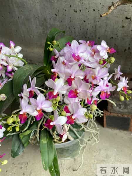 女子养6年的蝴蝶兰，爆花成树兰，网友：牛人养牛花，又被种草了