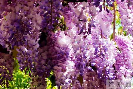 6种长寿花，建议养一盆，养成老桩价值高，开花更有“好兆头”