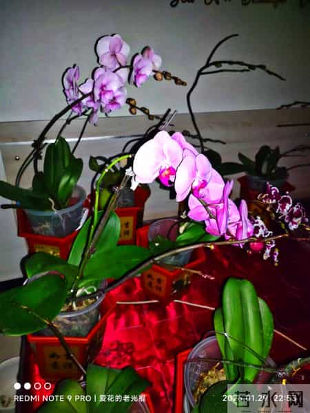 蝴蝶兰永不烂根的惊天妙法终于被一位疯狂喜欢蝴蝶兰男子发现了