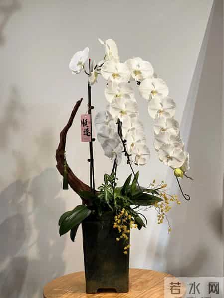 男子晒“公司乔迁的蝴蝶兰”，网友：想哭，上班如上坟具象化了~