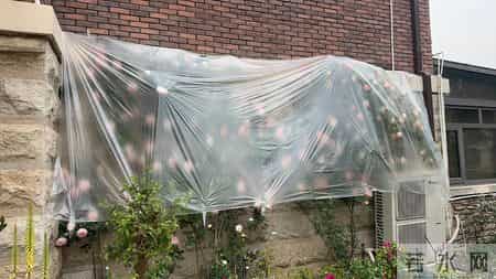 男子吐槽“老婆养花”愁坏了，家里搞的像灵堂，网友：病态，没治