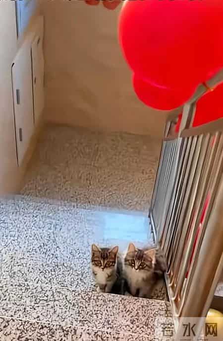 新婚头天开门吓一跳！俩小猫蹲门口，网友：这福气绝了