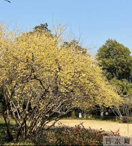 杭州一棵腊梅因“开花太多”走红，网友：第一次见开花这么肥的