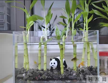 上海一男子,因“鱼缸养富贵竹”火了,网友:这该死的治愈感~