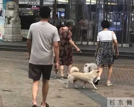 你的宠物狗，凭什么让他人付出代价？