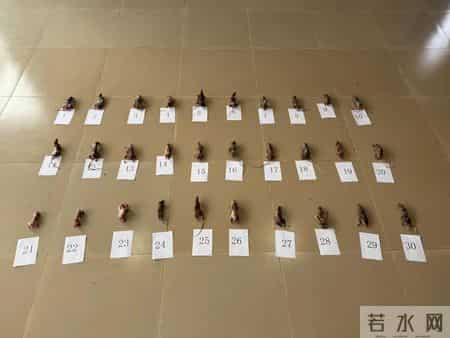 1只都不能抓！海南男子用笼子抓57只，连皮带肉放冰箱