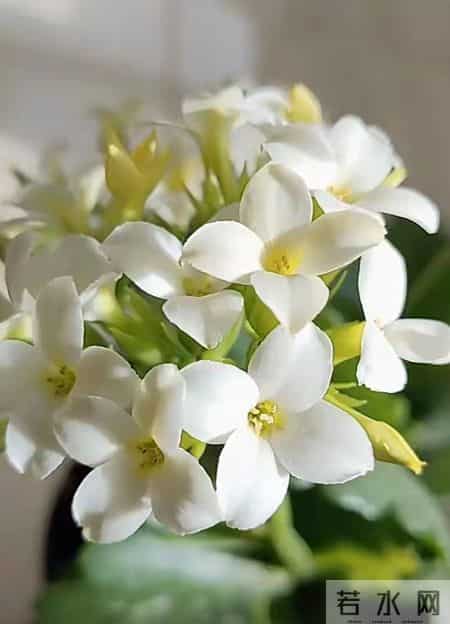 32个长寿花品种,全是当下流行的,品种控们的最爱