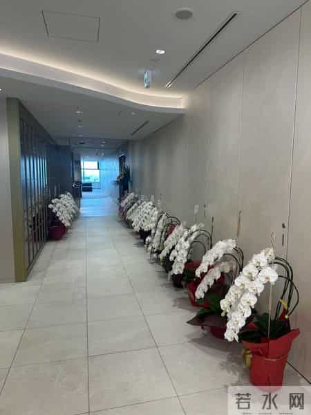 男子晒“公司乔迁的蝴蝶兰”,网友:想哭,上班如上坟具象化了~