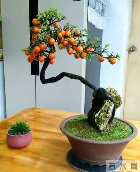 6种长寿花，建议养一盆，养成老桩价值高，开花更有“好兆头”