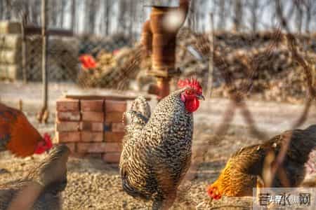 小媳妇改改60：又生事非