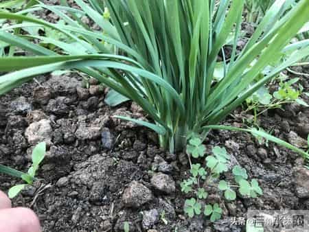 95年得知我准备去相亲，邻居的女儿连着三天来我家借盐，母亲笑了