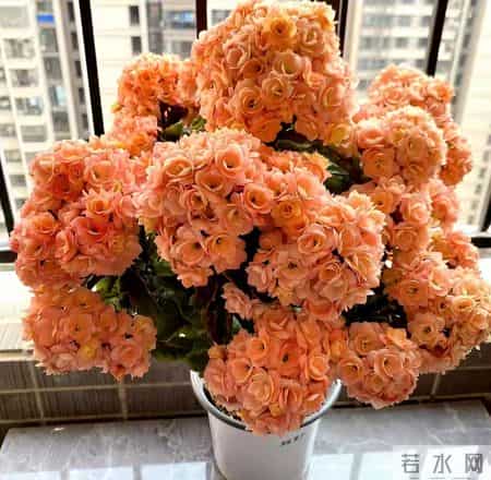 32个长寿花品种,全是当下流行的,品种控们的最爱